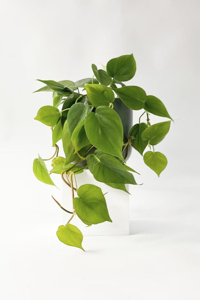 potted hanging plant