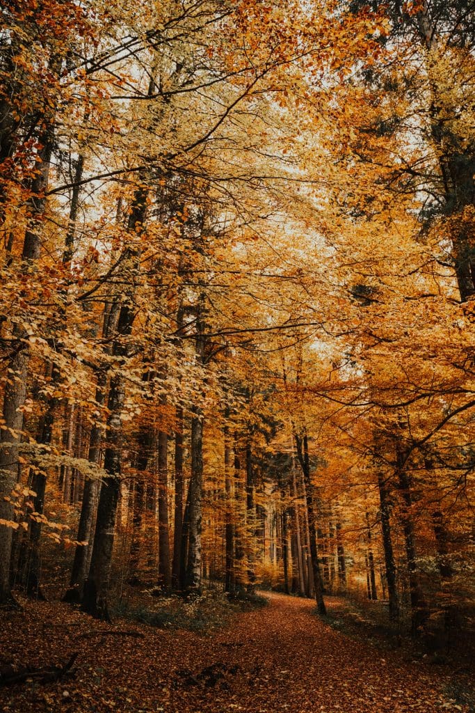 Woodland path with tall slimline trees and all leaves turning oranges and yellows