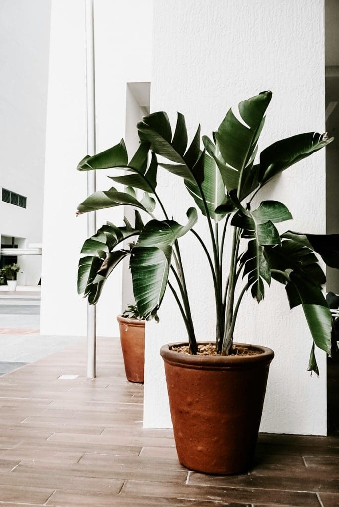 Potted plant next to white wall