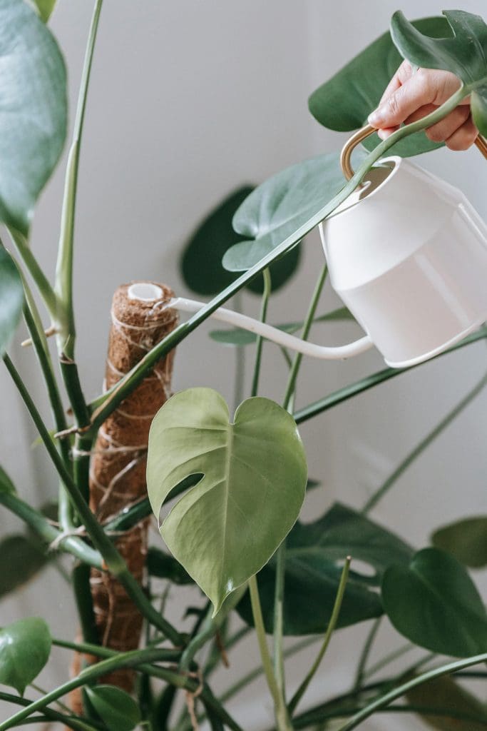 Person watering plant with a white watering can