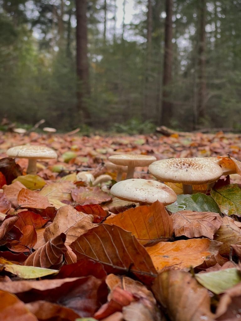 Inspirational autumnal scene of colourful fallen leaves, woodland area and mushrooms growing through the leaves