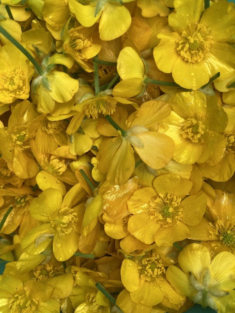 A bunch of picked buttercup flowers reflecting sunset shades and yellow tones